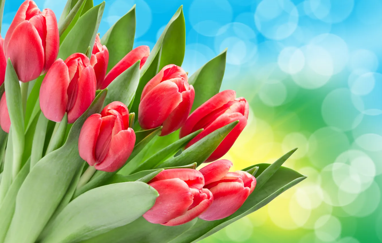 Photo wallpaper flowers, tulips, bokeh, red tulips