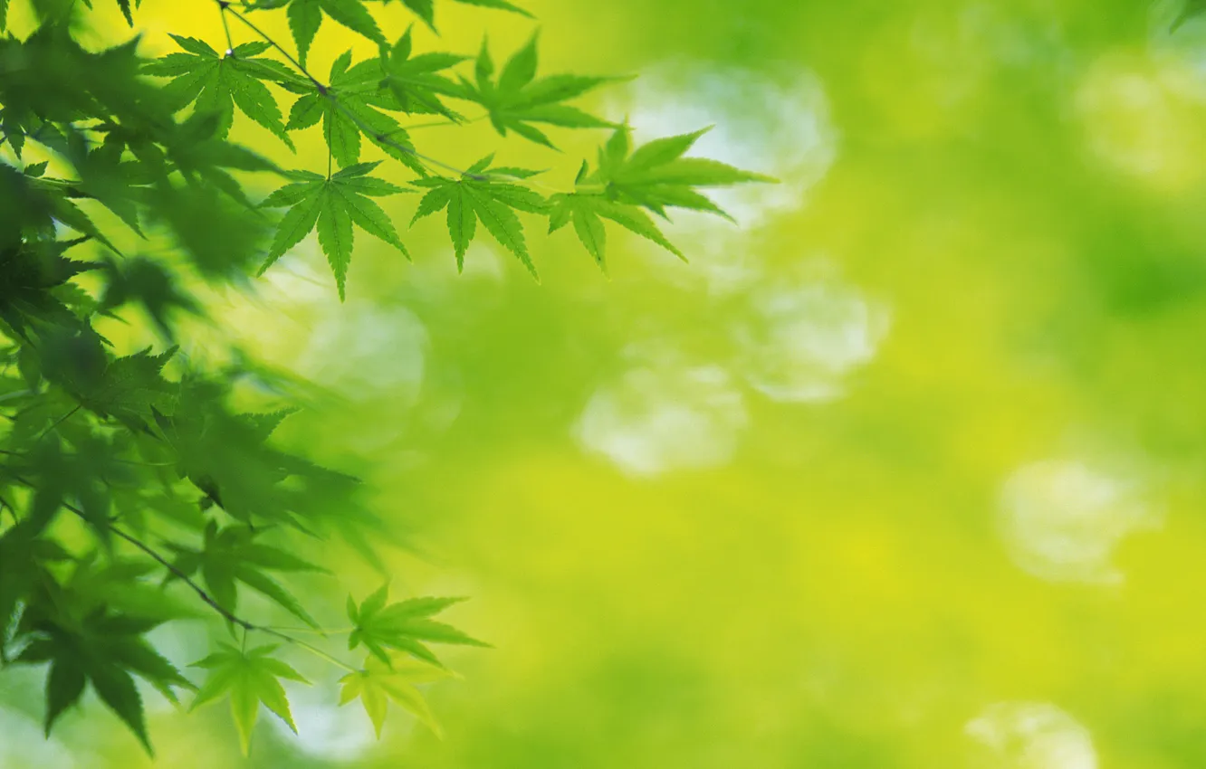 Photo wallpaper summer, leaves, green, leaves