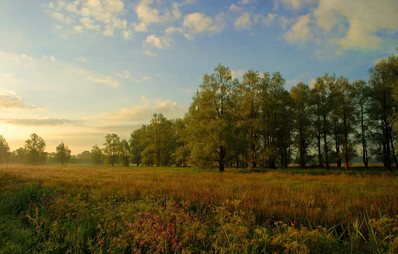 Photo wallpaper field, the sky, clouds, trees, flowers, fog, sunrise