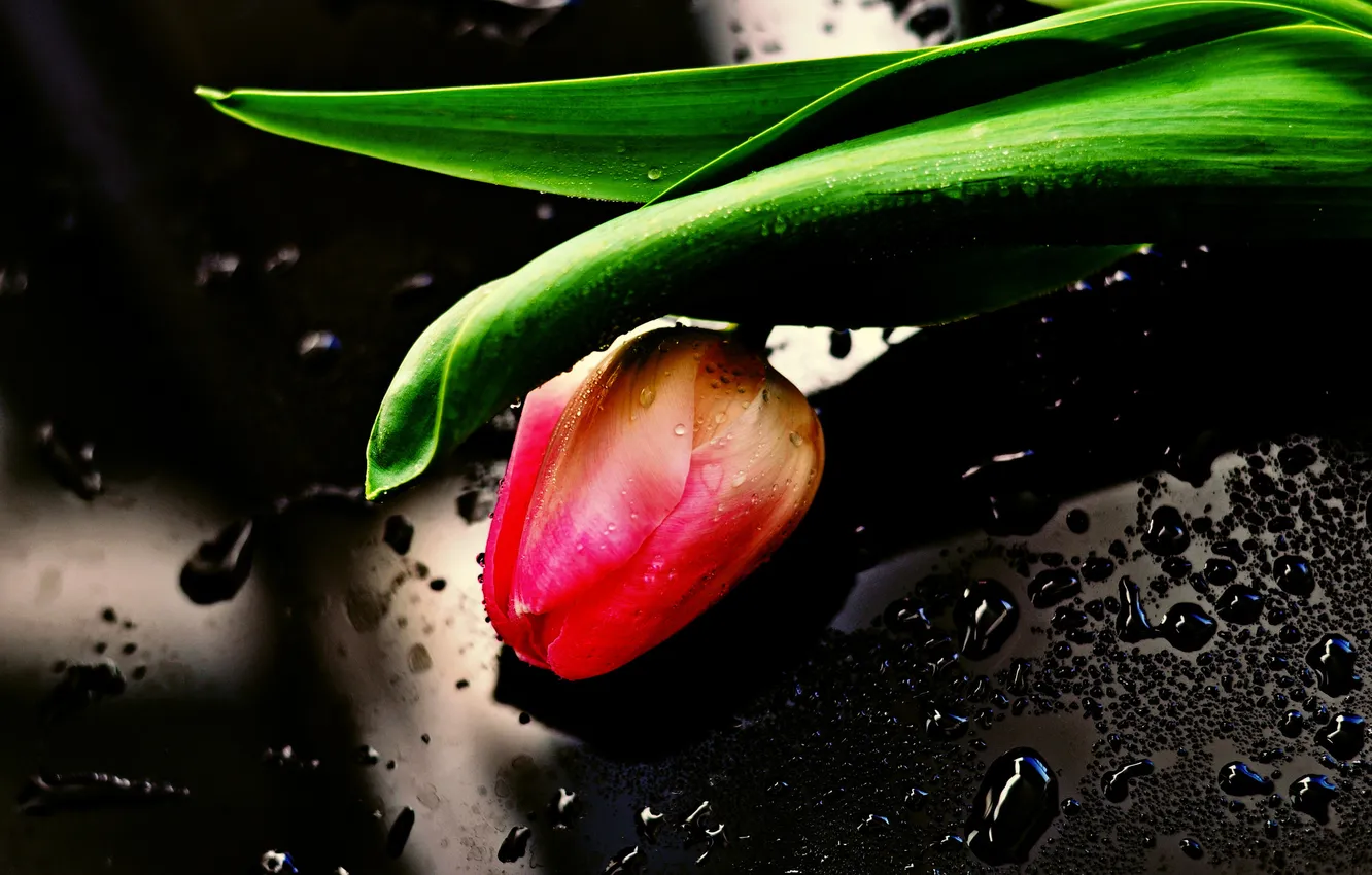 Photo wallpaper flowers, background, tulips