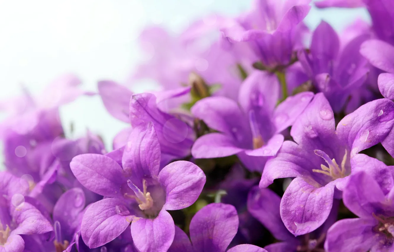 Photo wallpaper drops, violet, closeup, campanula, colocalize