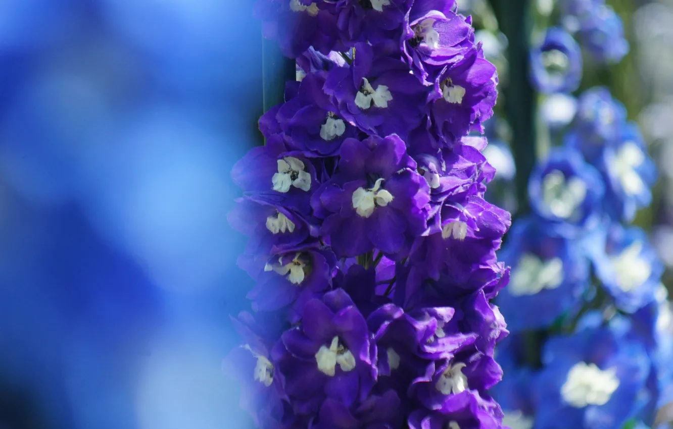 Photo wallpaper flowers, blue, focus, lilac, delphinium