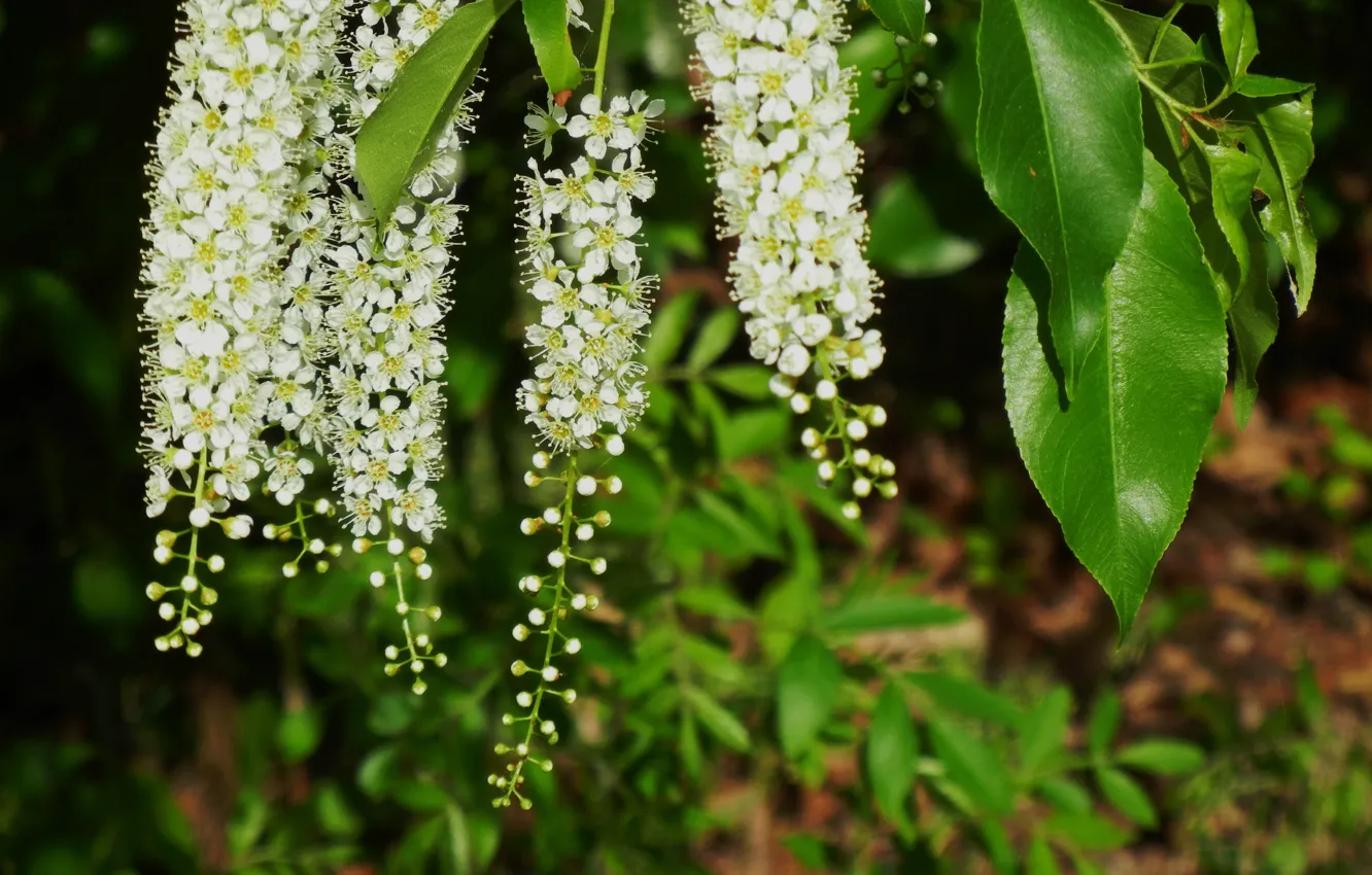 Photo wallpaper macro, brush, macro, bokeh, bokeh, cherries, cherry