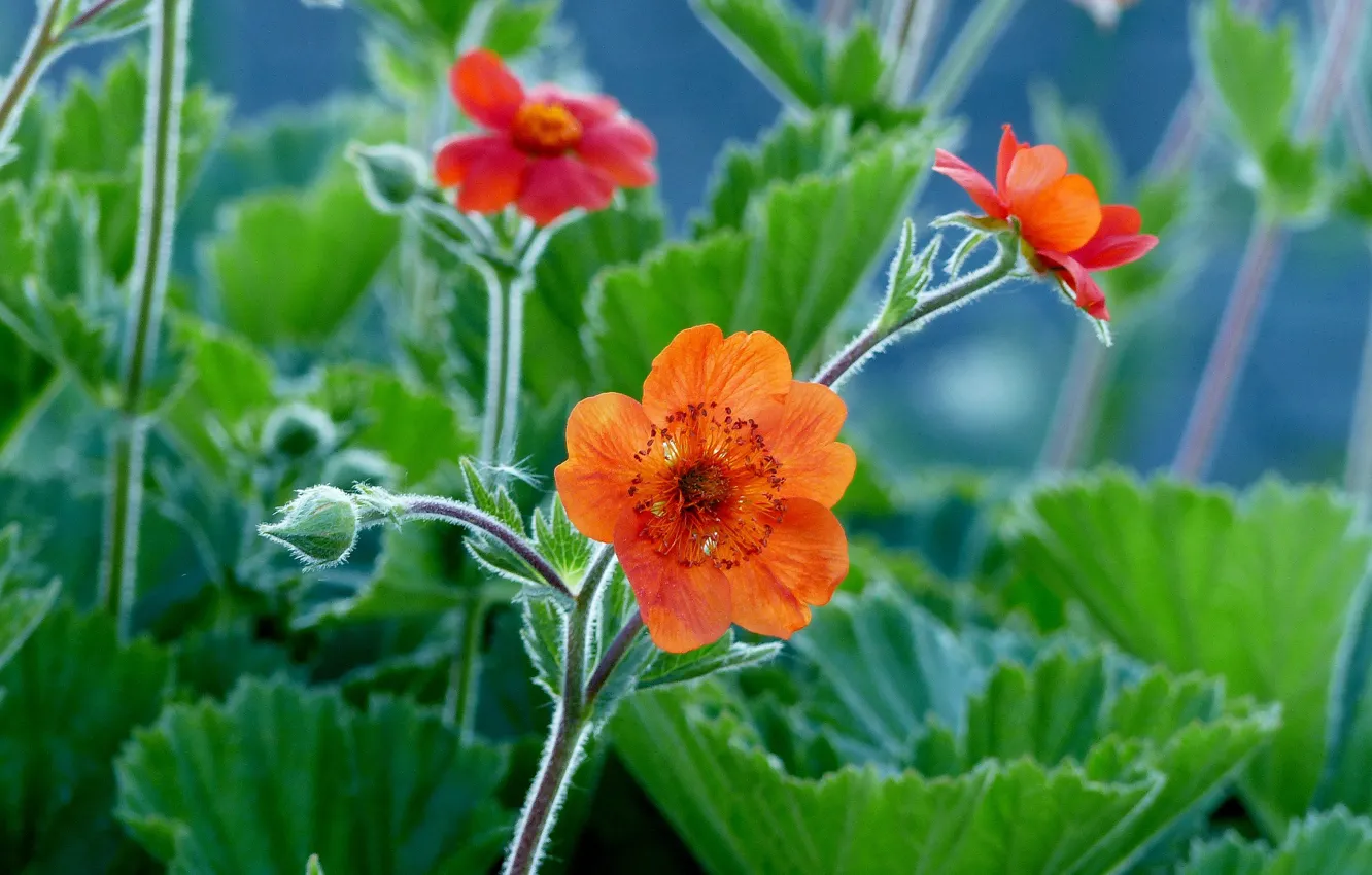 Photo wallpaper flowers, bokeh, Geum