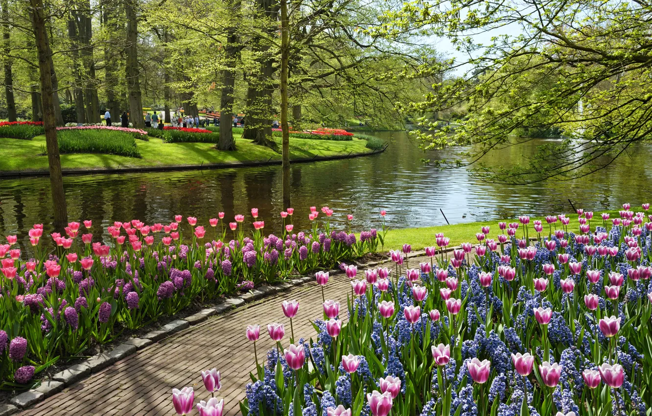 Photo wallpaper summer, water, flowers, pond, tulips, Park, Netherlands, Netherlands