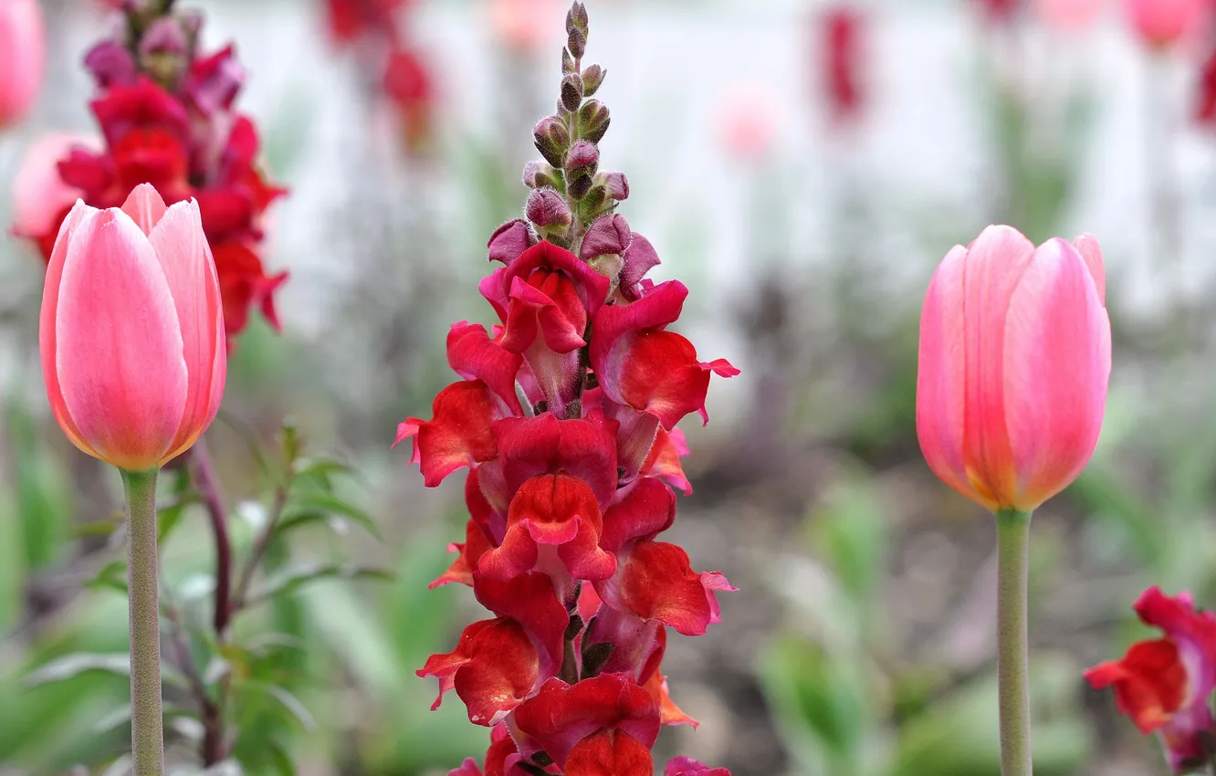 Photo wallpaper flowers, tulips, flowerbed, different, snapdragons