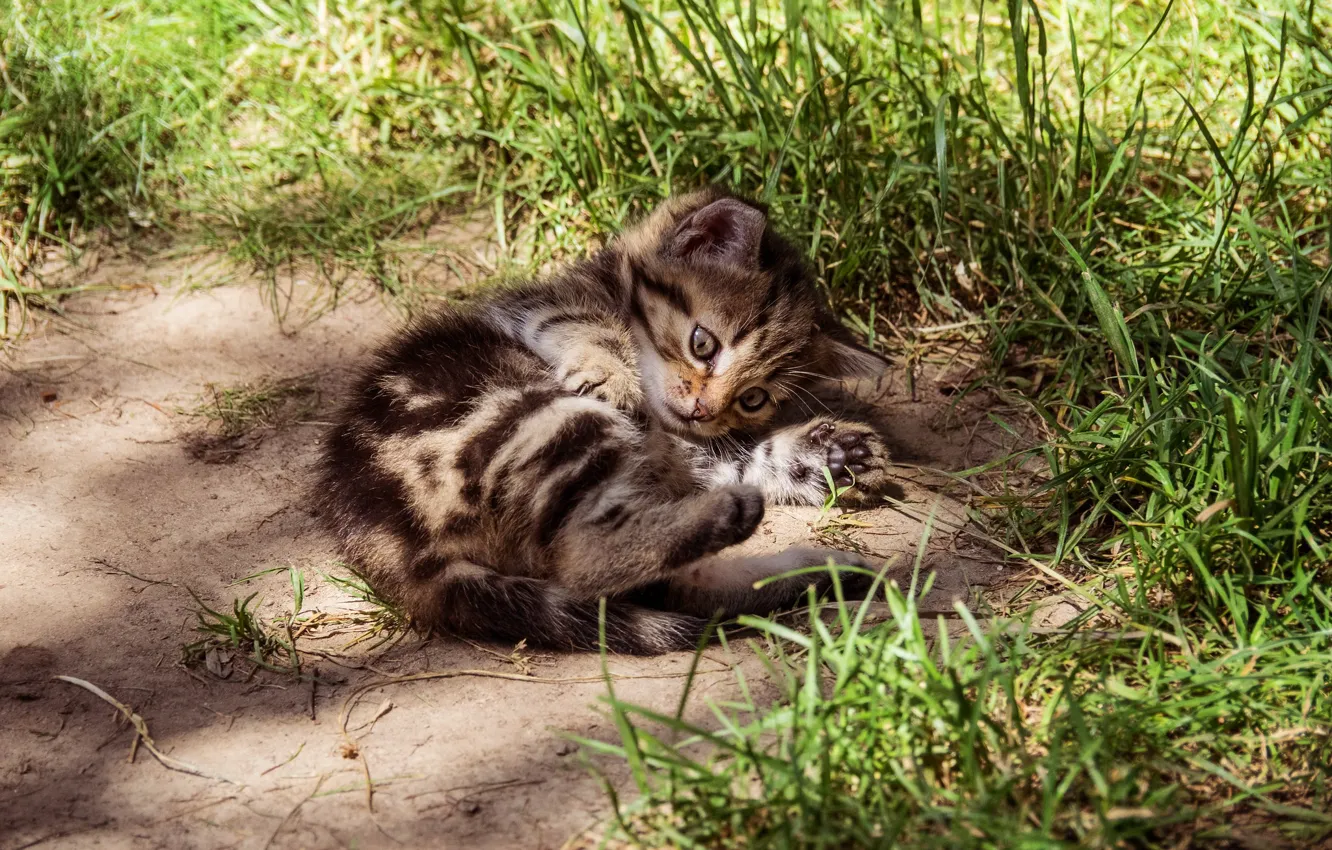 Photo wallpaper cat, grass, look, light, nature, pose, kitty, grey