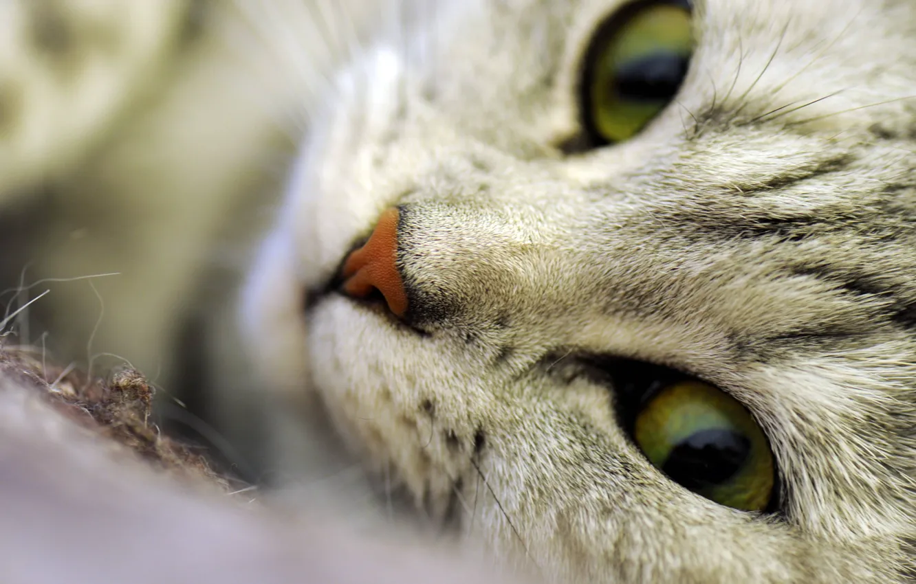 Photo wallpaper eyes, cat, macro, fluffy