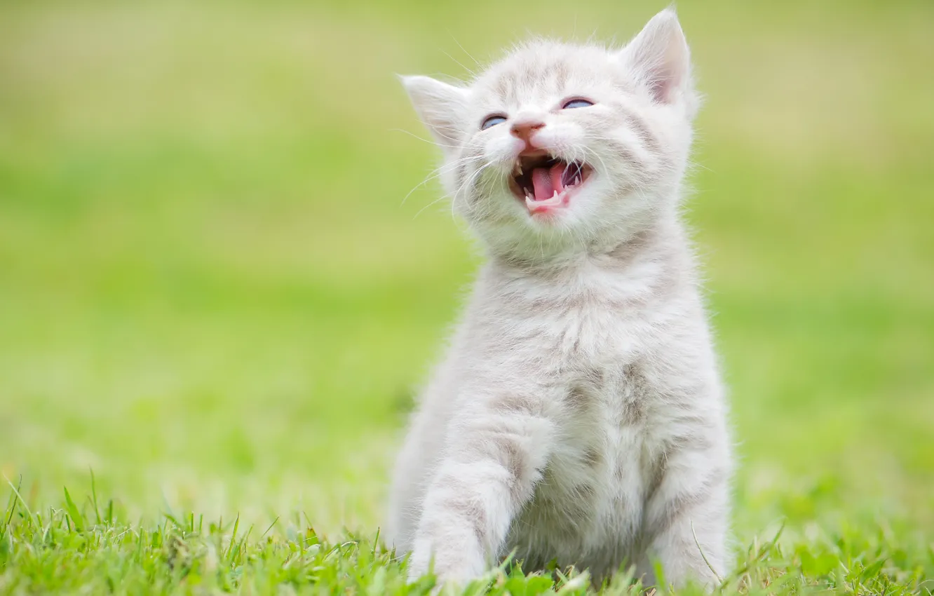 Photo wallpaper baby, kitty, pisklya