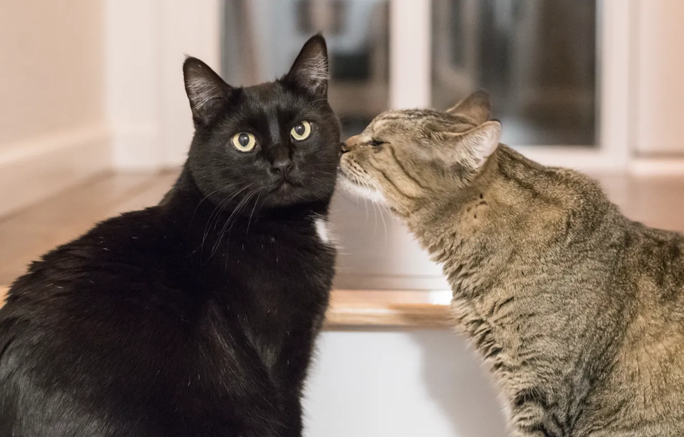Photo wallpaper cat, look, friendship