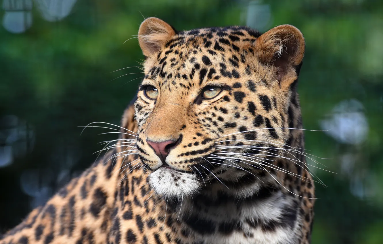 Photo wallpaper look, face, background, portrait, leopard, handsome, bokeh
