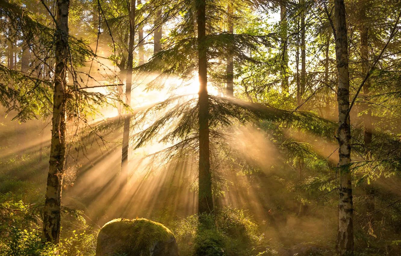 Photo wallpaper forest, rays, trees, Christian Lindsten
