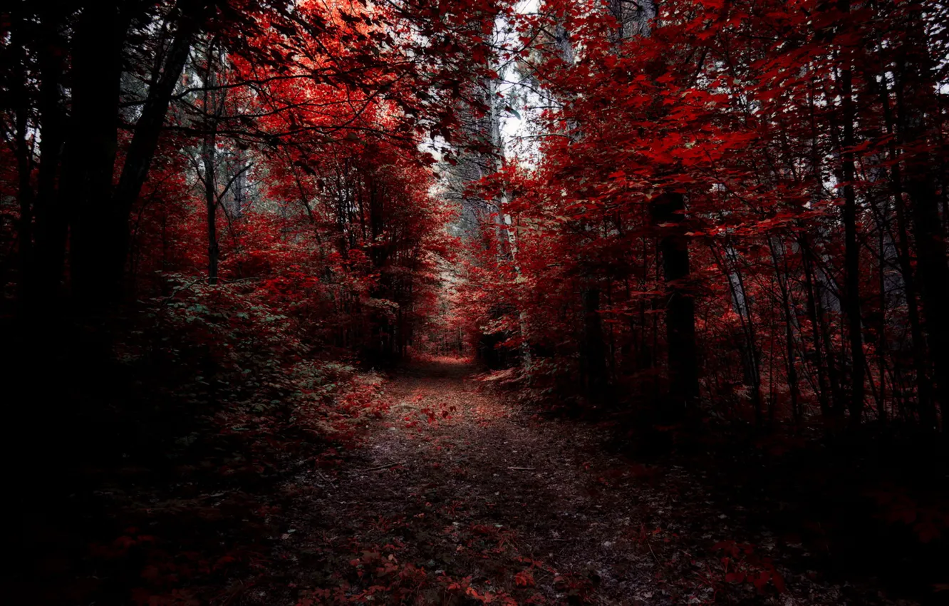 Photo wallpaper autumn, forest, nature