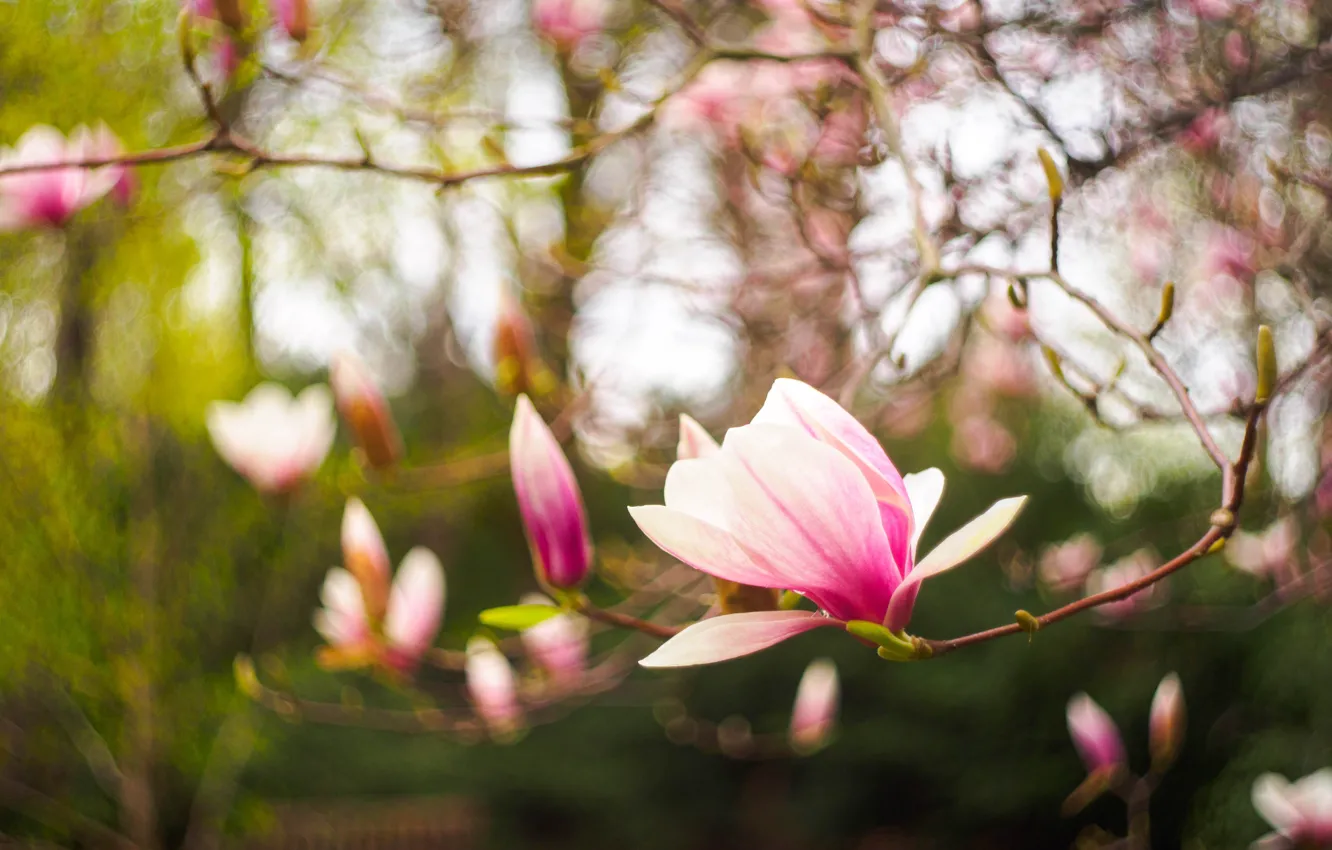 Photo wallpaper flowers, branches, blur, spring, flowering, bokeh, Magnolia