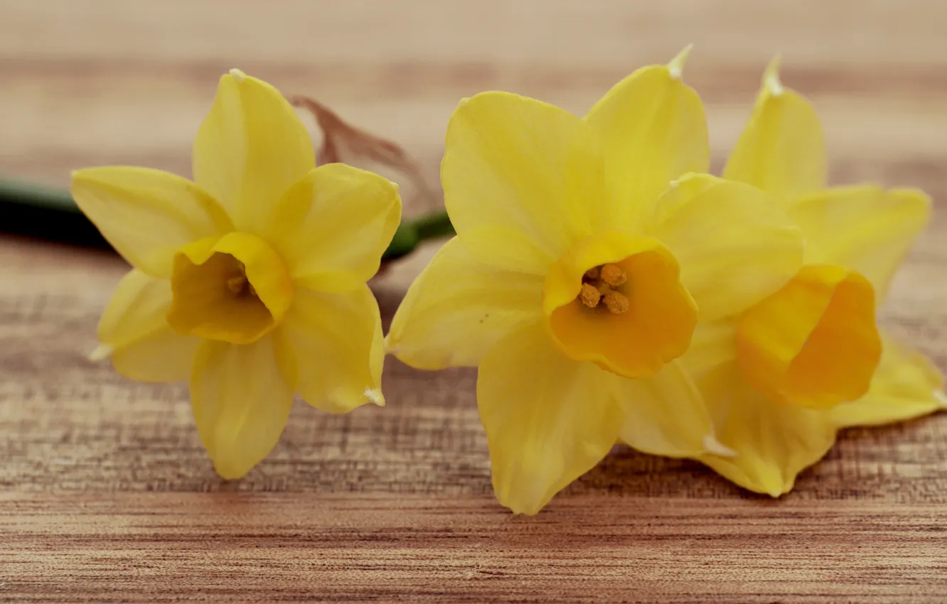 Photo wallpaper petals, trio, daffodils