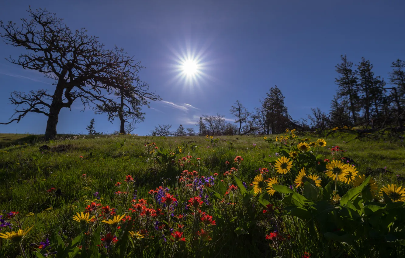 Photo wallpaper trees, flowers, meadow, Oregon