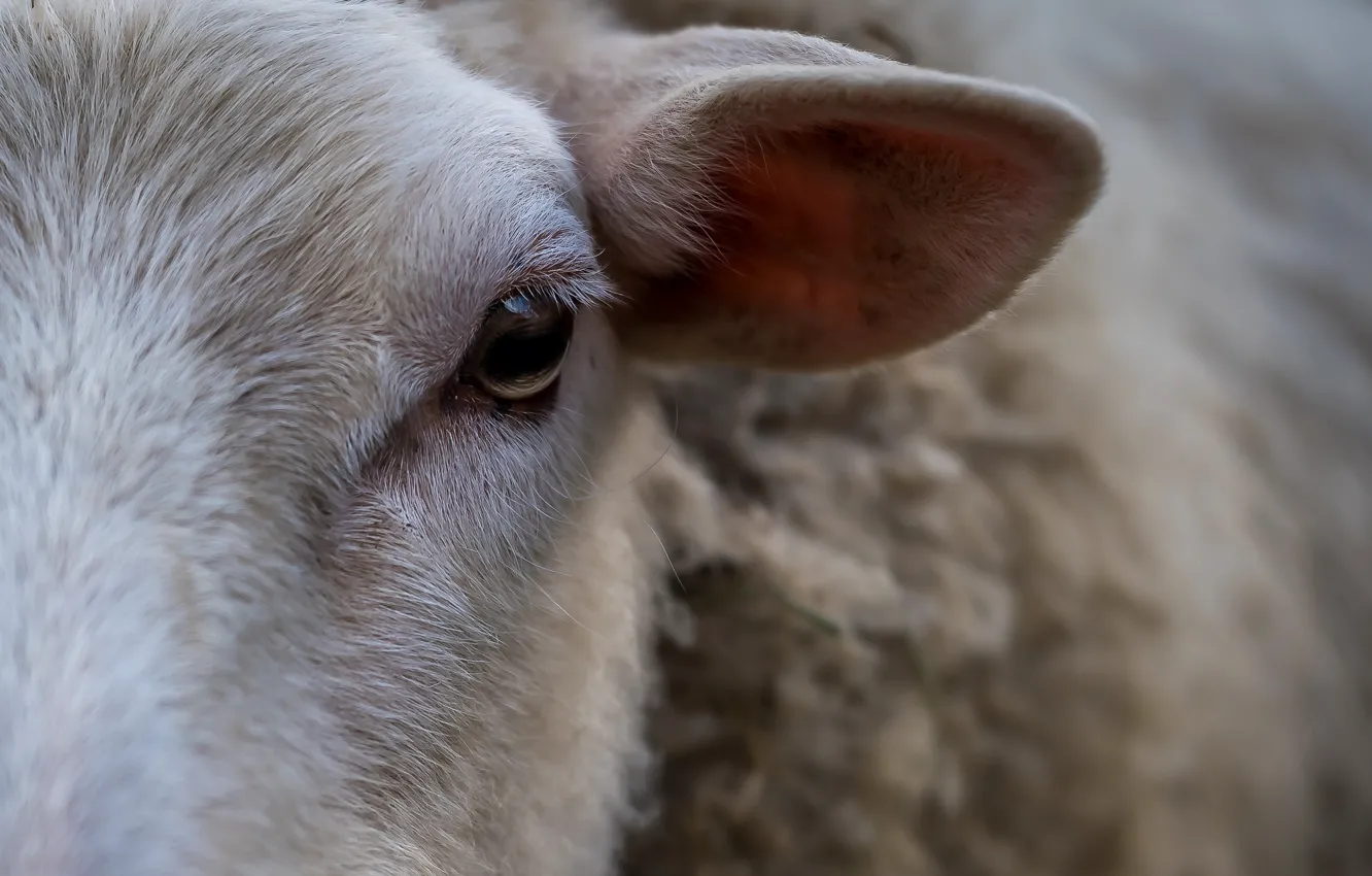 Photo wallpaper eyes, ear, sheep