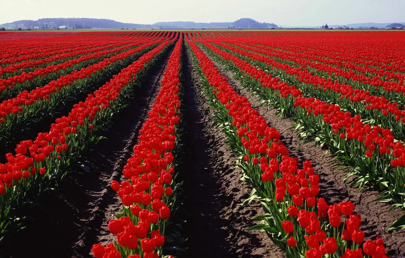 Photo wallpaper field, panorama, tulips