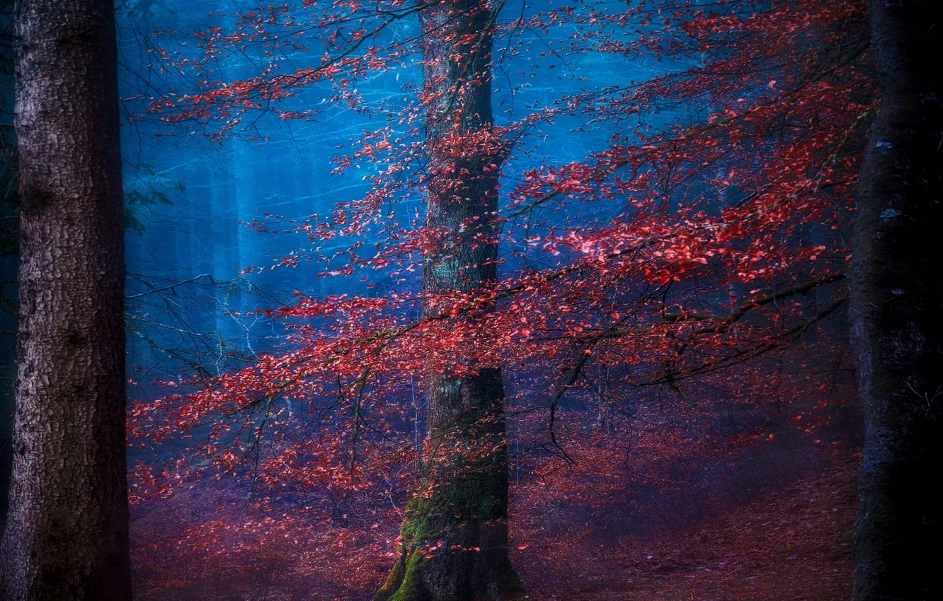 Photo wallpaper autumn, trees, nature, haze, blue mist