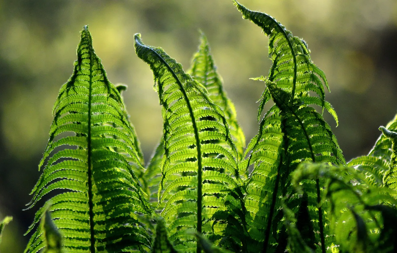 Photo wallpaper leaves, nature, plant, fern