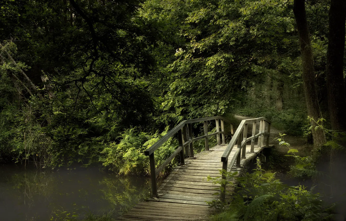 Photo wallpaper bridge, Park, river