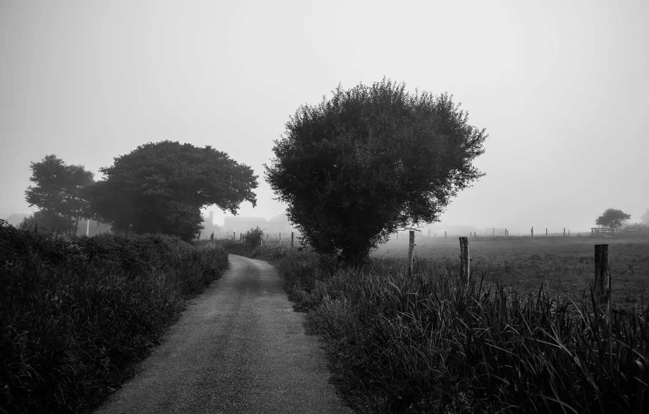Photo wallpaper road, trees, farm, foggy