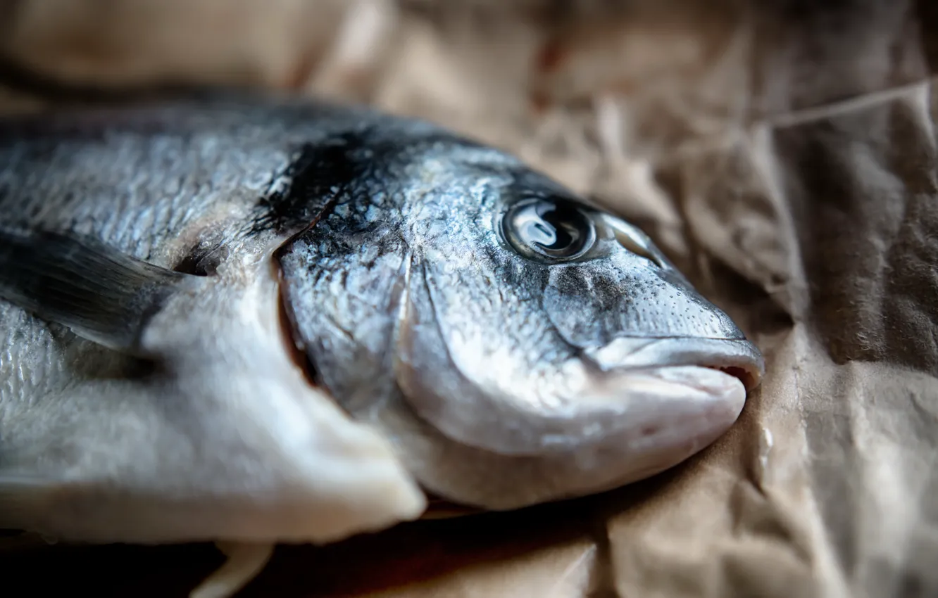 Photo wallpaper macro, background, fish