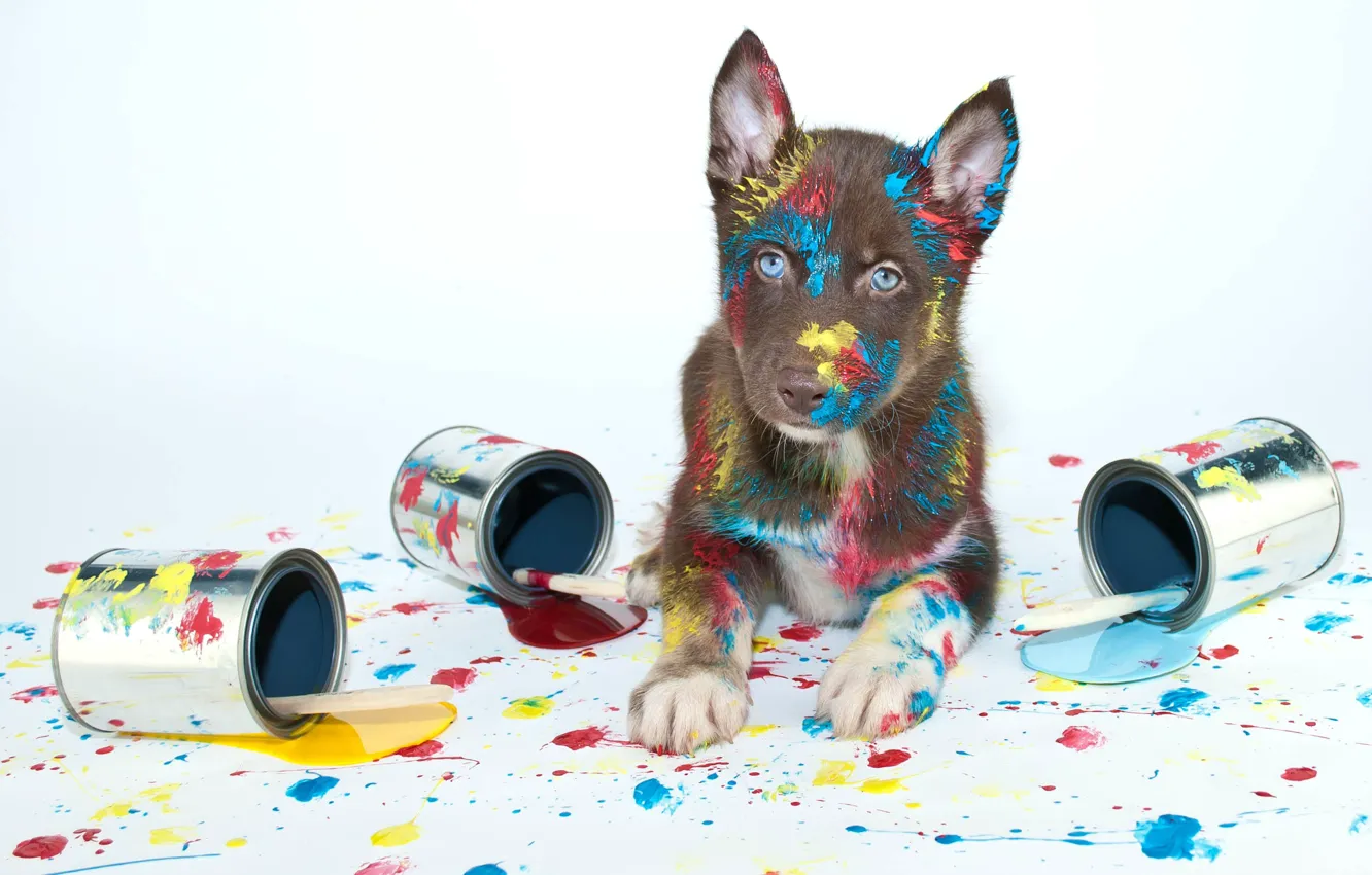 Photo wallpaper paint, puppy, brush