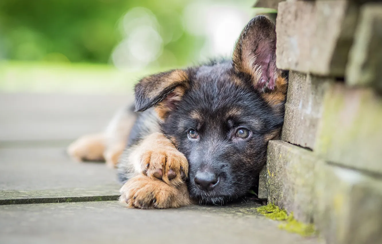 Photo wallpaper dog, puppy, German shepherd