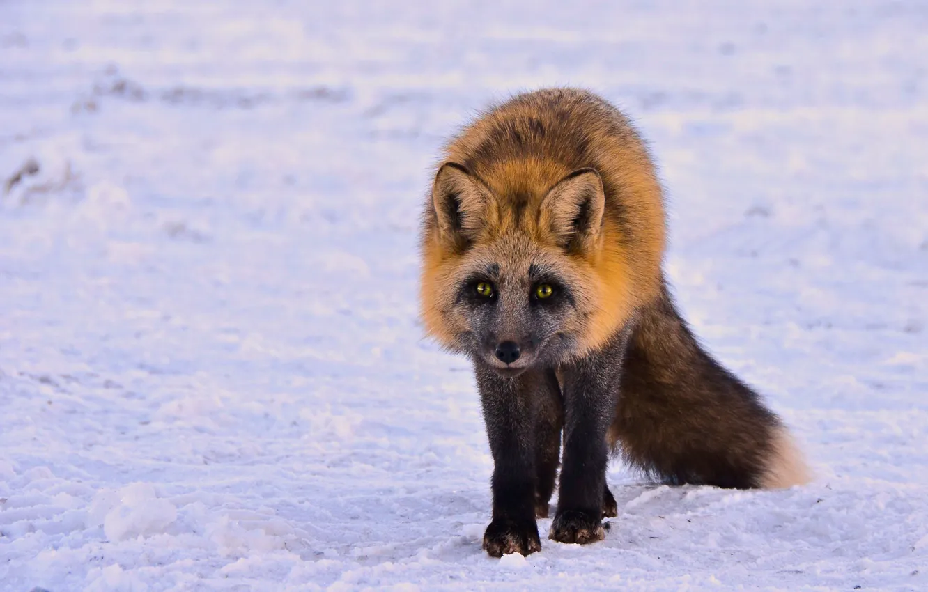 Photo wallpaper winter, look, snow, nature, Fox, tail, walk, face