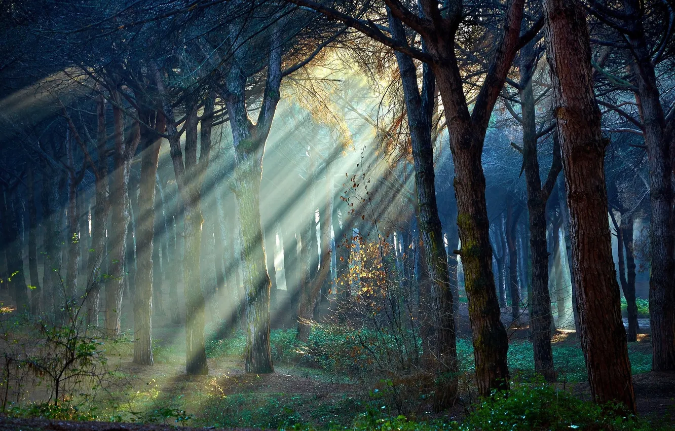 Photo wallpaper rays, light, Trees