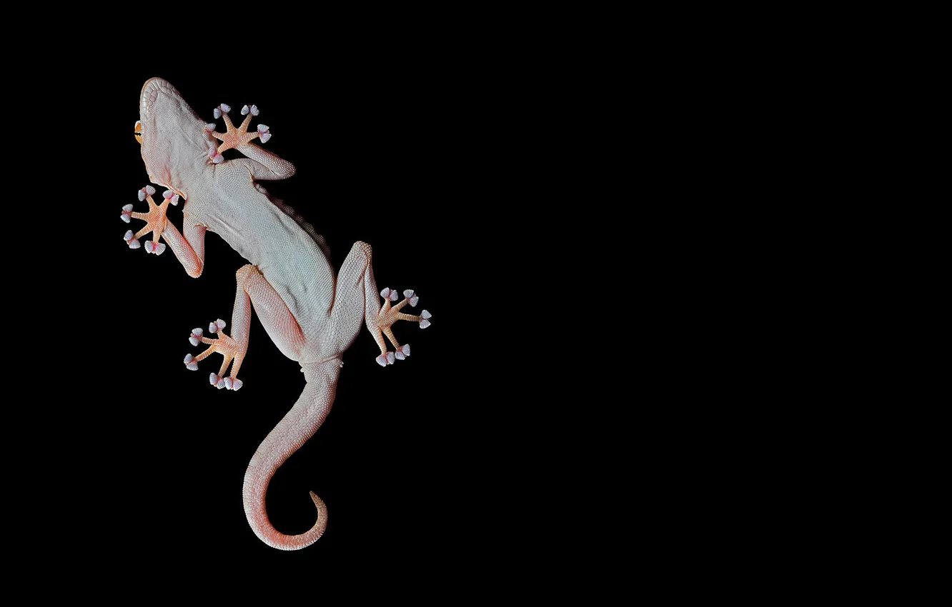 Photo wallpaper paws, sucker, gekon