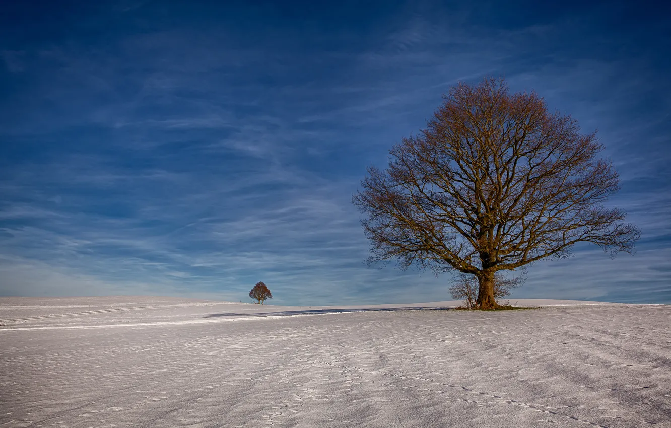 Photo wallpaper field, the sky, clouds, snow, trees