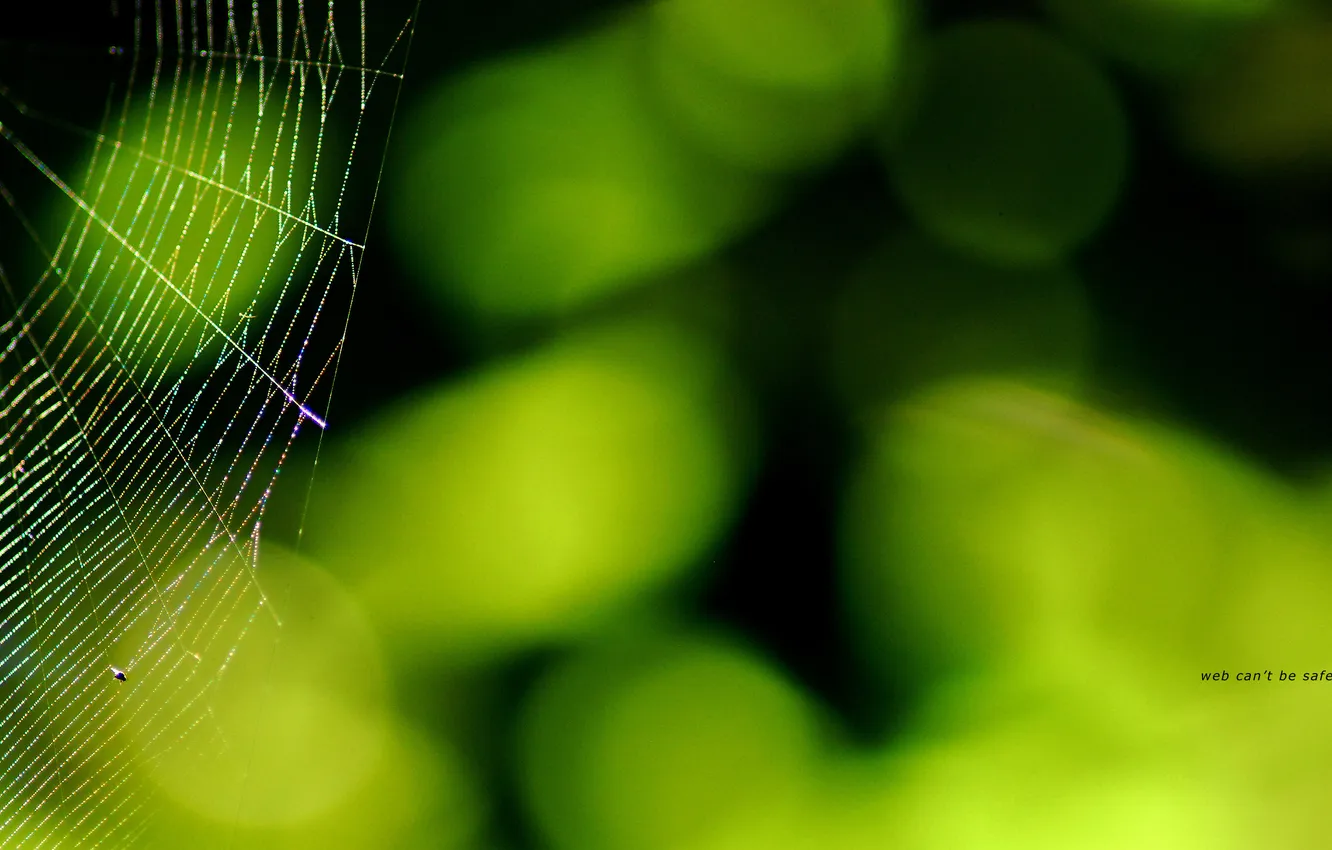 Photo wallpaper greens, light, glare, web