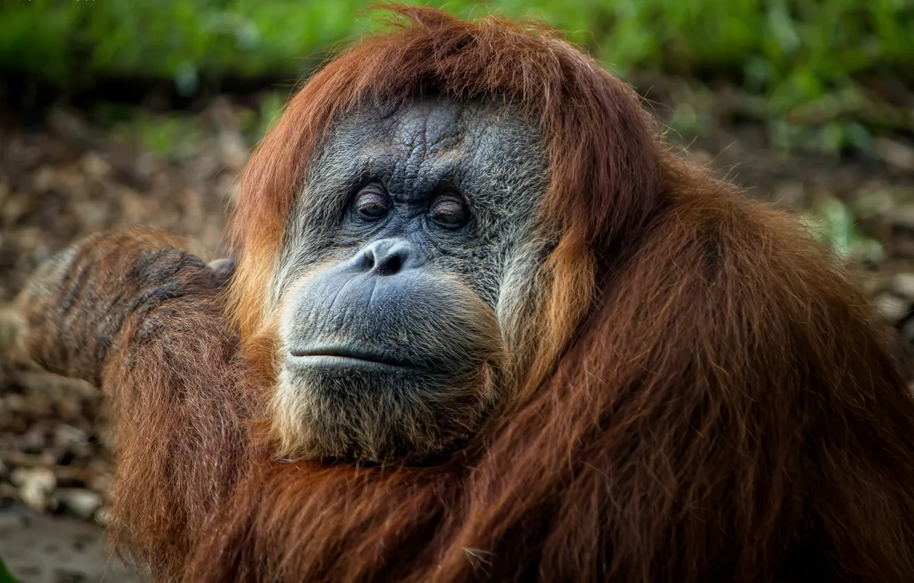 Photo wallpaper nature, portrait, Sumatran Orangutans