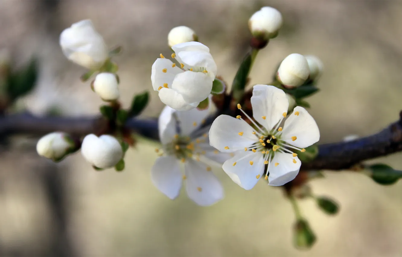 Photo wallpaper white, macro, flowers, branches