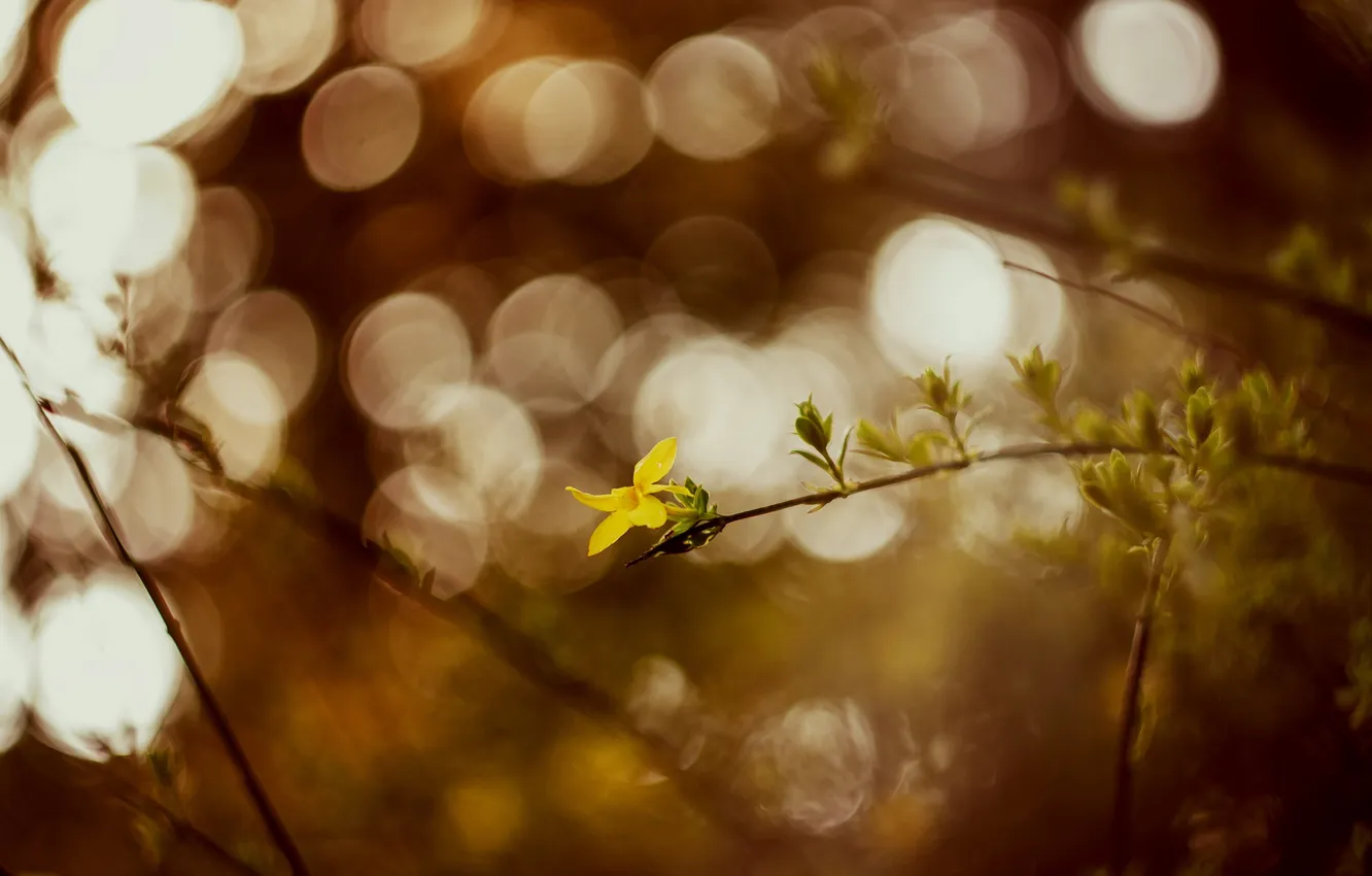 Photo wallpaper branches, nature, spring