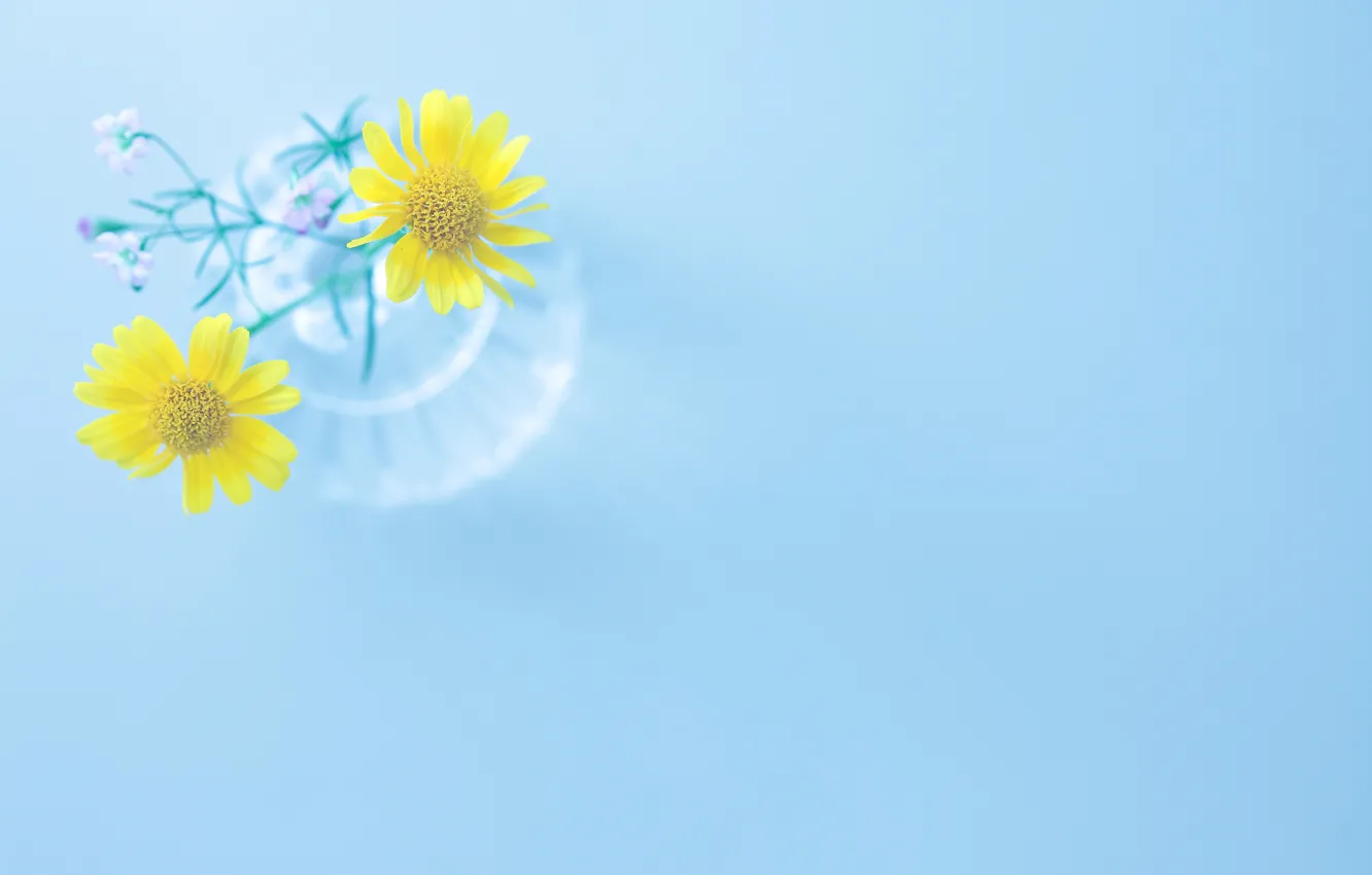 Photo wallpaper flowers, yellow, background, blue, widescreen, Wallpaper, vase, wallpaper