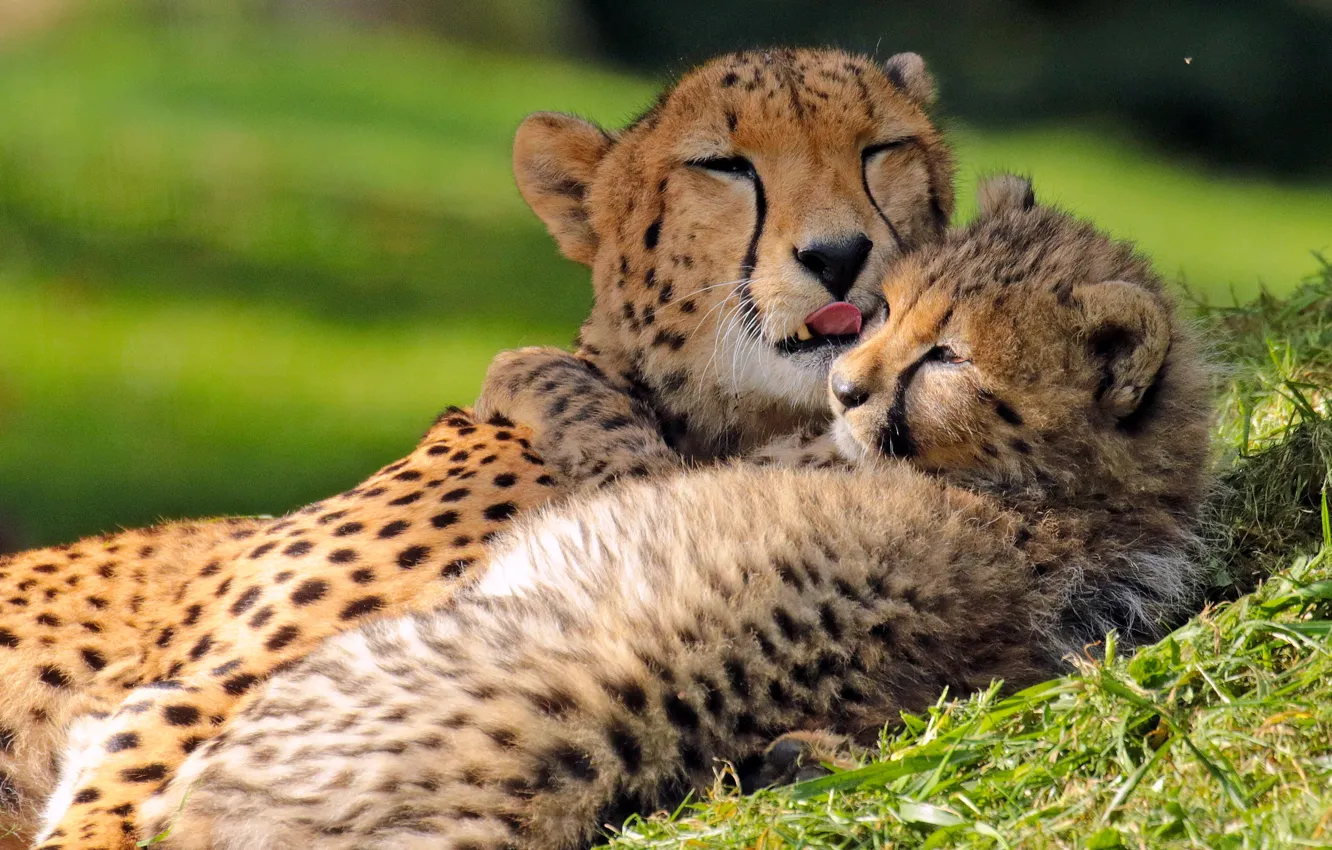 Photo wallpaper love, cub, kitty, cheetahs, motherhood