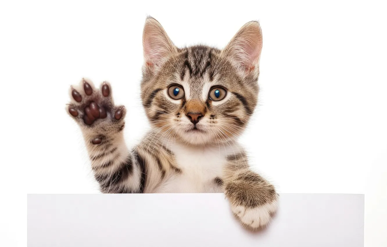 Photo wallpaper cat, look, pose, portrait, legs, white background, kitty, face