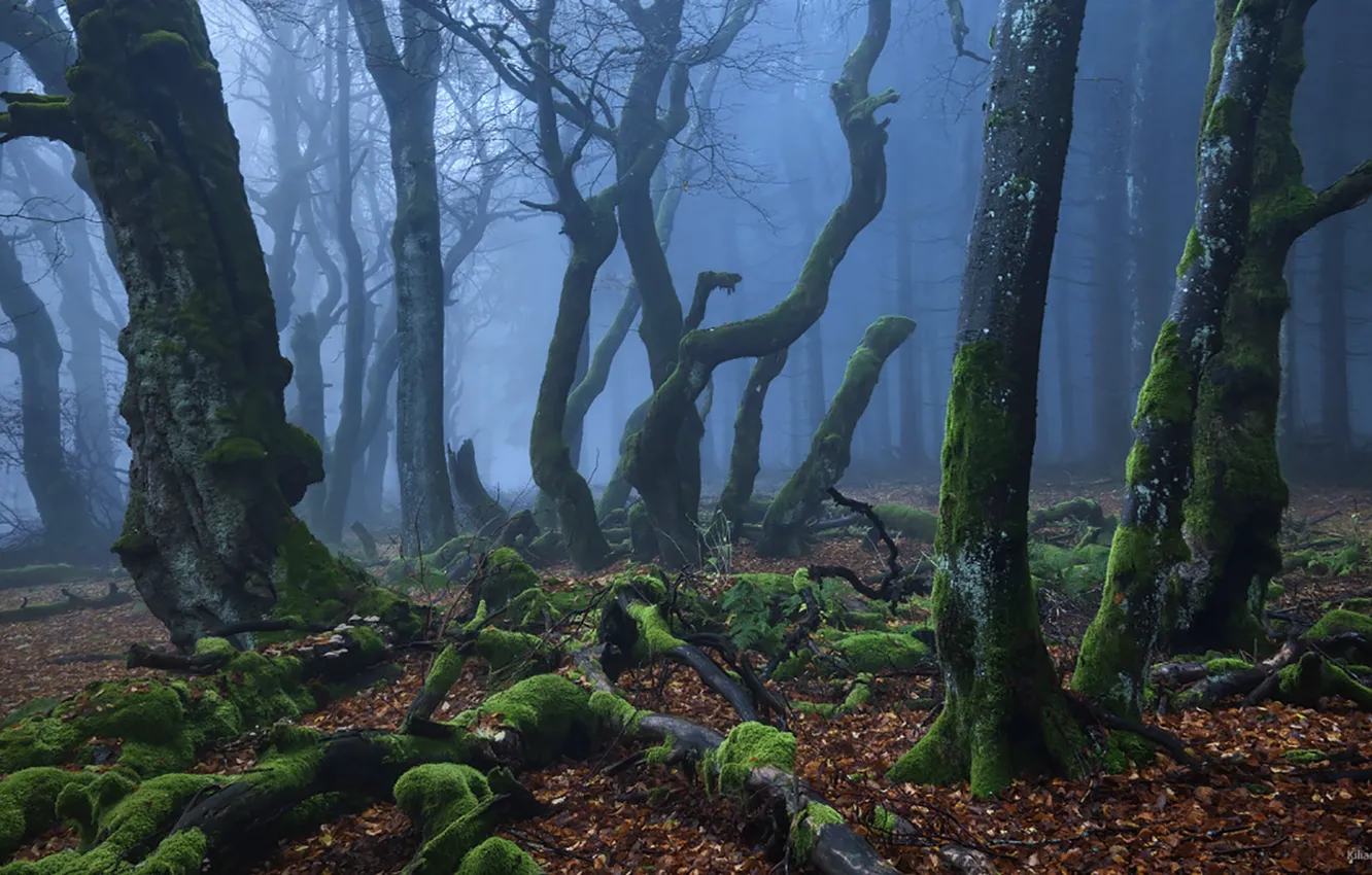 Photo wallpaper forest, trees, nature, fog, moss, Kilian Schönberger