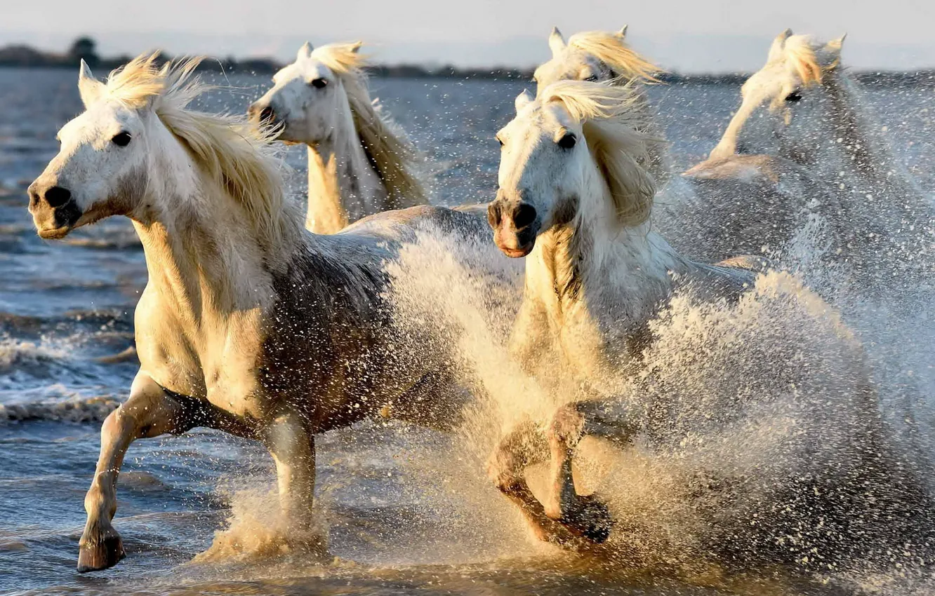 Photo wallpaper squirt, horses, running