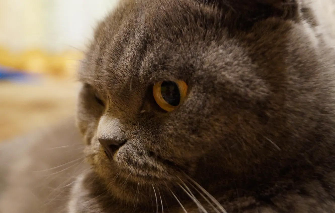 Photo wallpaper cat, cat, grey, fold, Scottish fold