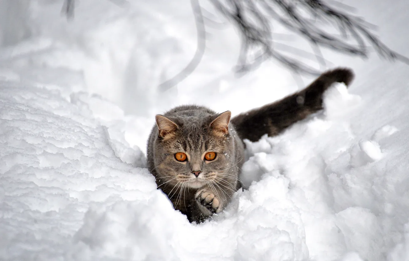 Photo wallpaper winter, cat, snow, the snow, bokeh