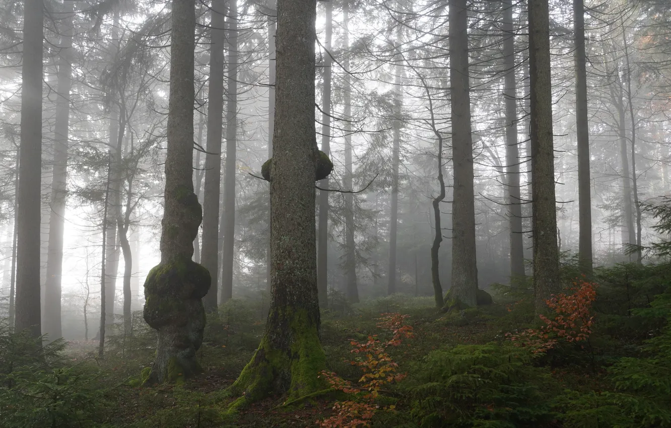 Photo wallpaper autumn, forest, fog, moss, pine, growths