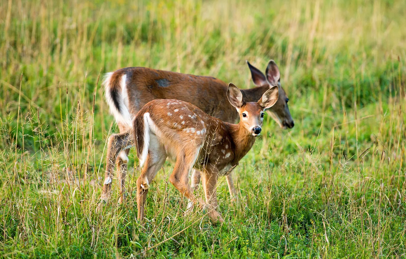 Photo wallpaper summer, grass, look, fawn, DOE
