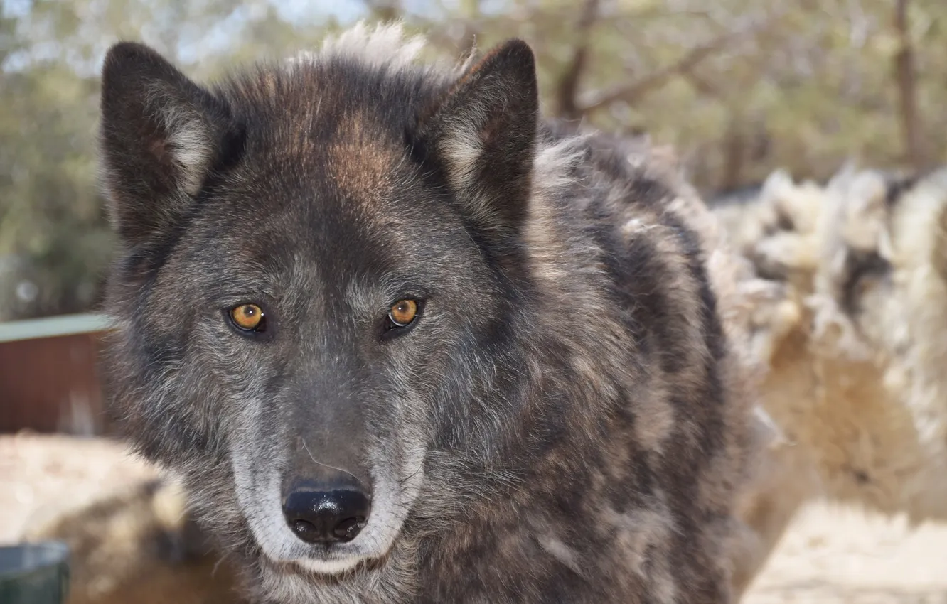 Photo wallpaper Predator, nature, snow, face, animal, wolf, wolves, canis lupus