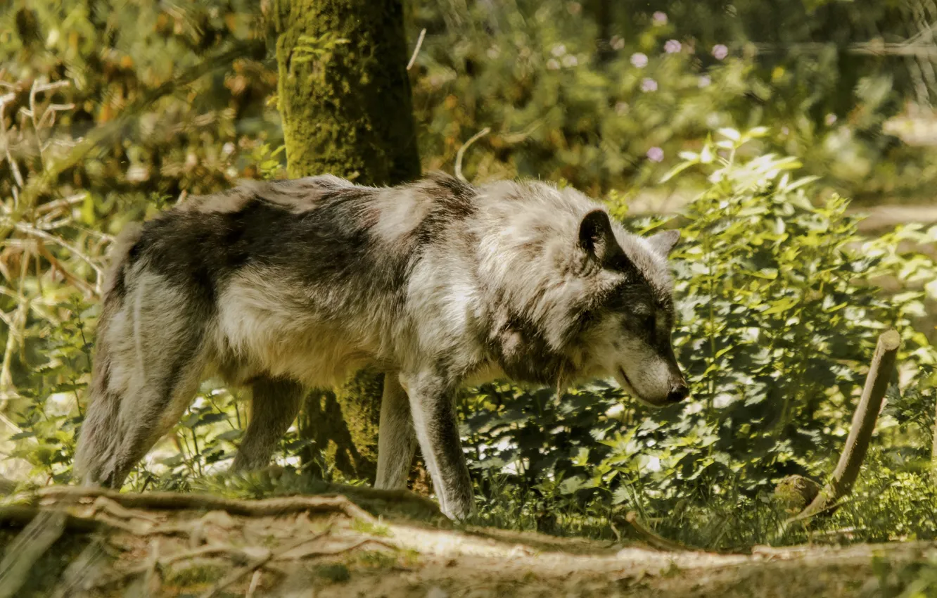 Photo wallpaper nature, Gray Wolf, face, animal, wolf, canis lupus, wildlife, head