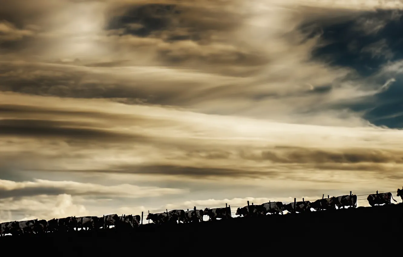 Photo wallpaper the sky, nature, cows