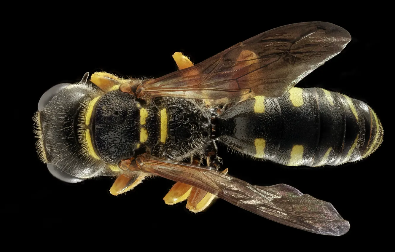 Photo wallpaper view, OSA, wings, legs, top, large, details